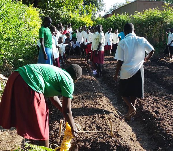 Establishment of backyard farming